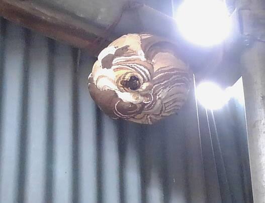 スズメバチの巣駆除物置小屋